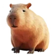 Capybara